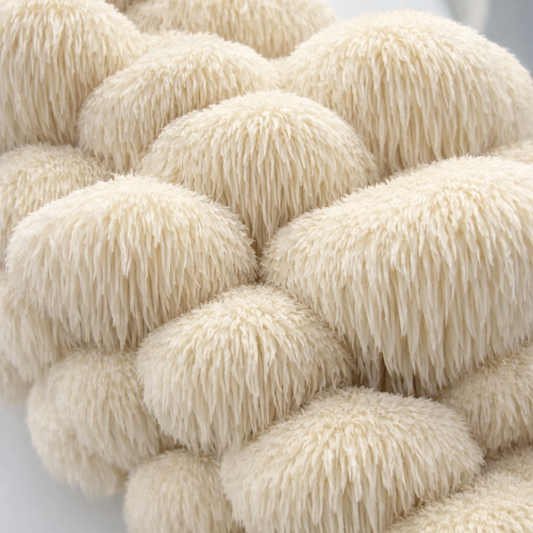Lion's Mane Mushrooms