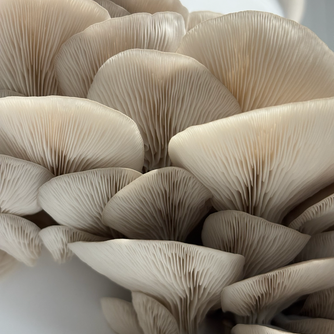 Blue Oyster Mushrooms