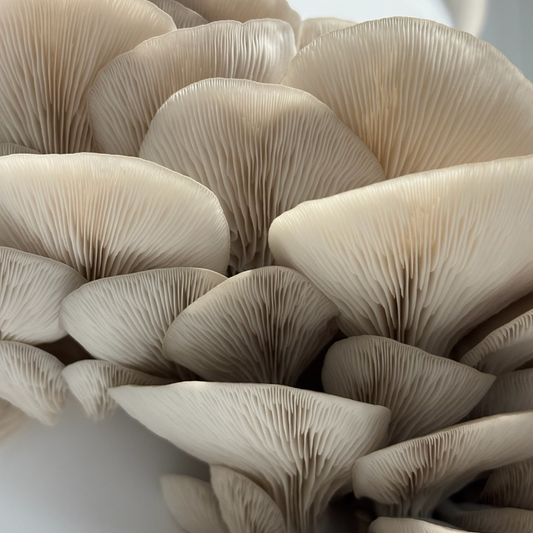 Blue Oyster Mushrooms