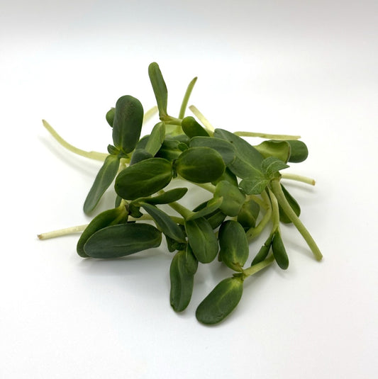 Sunflower Microgreens