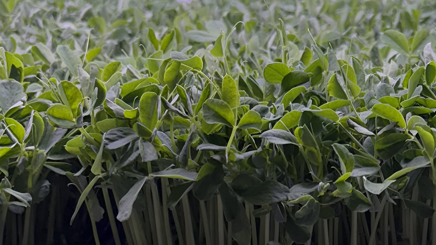 Close-up of young green plants in small pots against a purple background